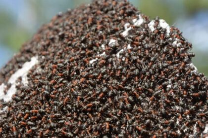 Sobremesa de restaurante 2 estrelas Michelin com formigas secas proibidas na Coreia do Sul
