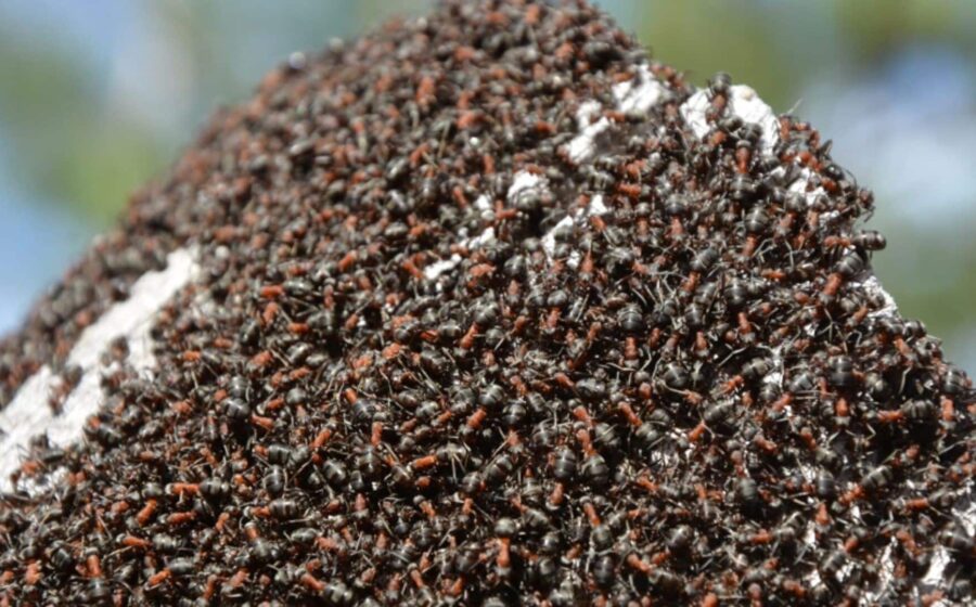 Sobremesa de restaurante 2 estrelas Michelin com formigas secas proibidas na Coreia do Sul