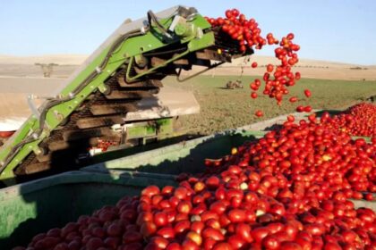 Plantação de tomates no Cerrado goiano com máquinas agrícolas ao fundo
