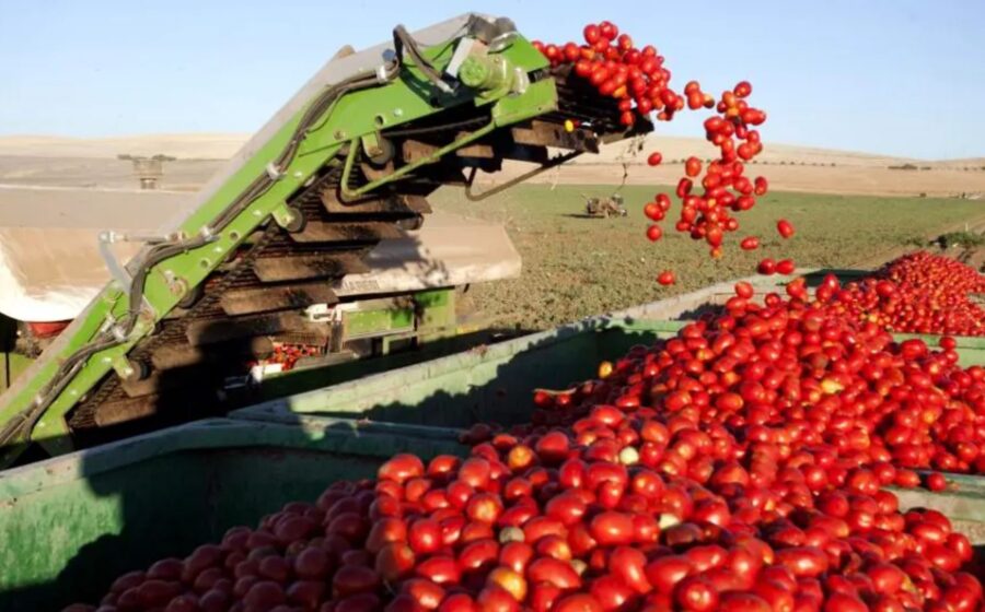 Plantação de tomates no Cerrado goiano com máquinas agrícolas ao fundo