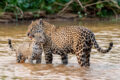 Onça-pintada Aroeira acariciando filhote Nika no Pantanal de Miranda