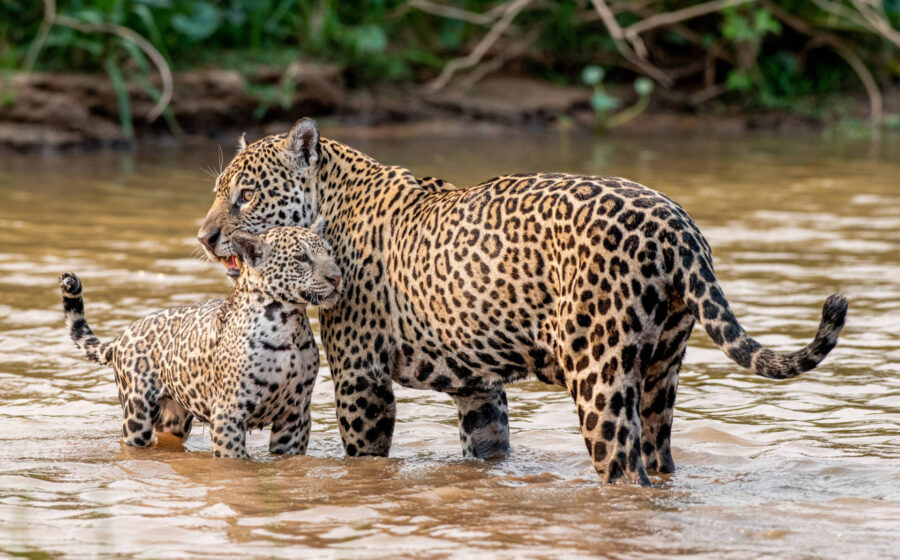 Onça-pintada Aroeira acariciando filhote Nika no Pantanal de Miranda