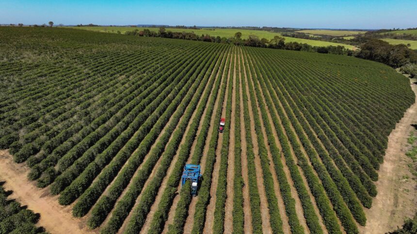 Plantação de café com frutos maduros prontos para colheita recordista no Brasil