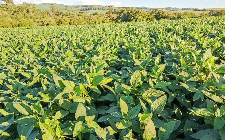 Trator plantando soja em lavoura do Paraná na safra 2026/27 com avanço recorde