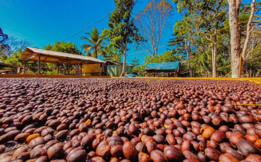 Grãos de café robusta amazônico de Rondônia, destaque no Florada Premiada