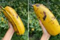 Plantação de ensete (falsa bananeira) na Etiópia, cultura staple para segurança alimentar na África subsaariana