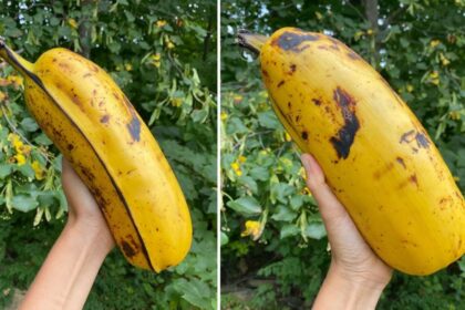 Plantação de ensete (falsa bananeira) na Etiópia, cultura staple para segurança alimentar na África subsaariana