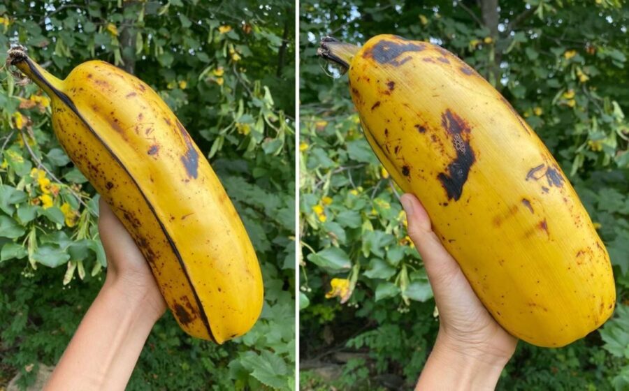 Plantação de ensete (falsa bananeira) na Etiópia, cultura staple para segurança alimentar na África subsaariana