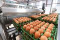 Gráfico mostra índice FAO de preços de alimentos em 136 pontos, maior nível desde novembro de 2022