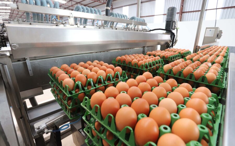 Gráfico mostra índice FAO de preços de alimentos em 136 pontos, maior nível desde novembro de 2022