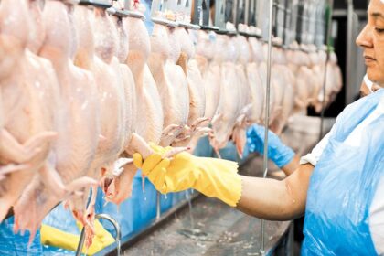Embalagens de frango catarinense para exportação com alerta de embargo saudita por doença de Newcastle