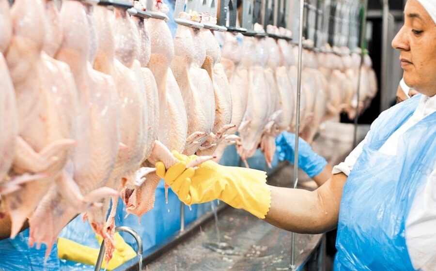 Embalagens de frango catarinense para exportação com alerta de embargo saudita por doença de Newcastle