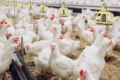 Carne bovina em açougue com etiqueta de preço alto, simbolizando arroba a R$ 400