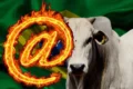 Boi gordo em pasto representando alta histórica de preços acima de R$389 por arroba