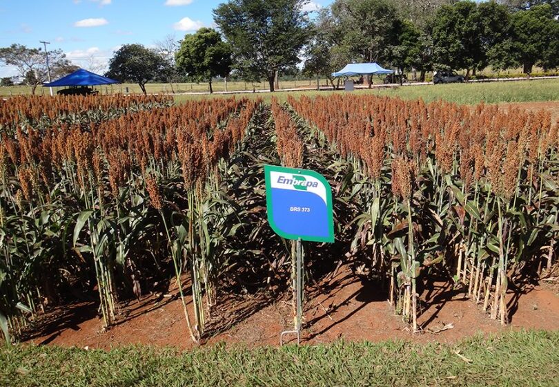 Plantação de sorgo no Brasil, safra recorde 2026/27, liderança mundial