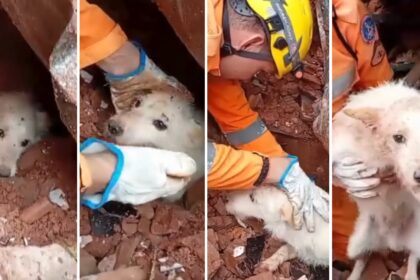 Cachorro Romário sendo resgatado com vida após 5 dias sob escombros em Niterói