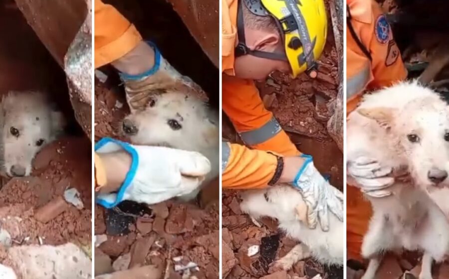 Cachorro Romário sendo resgatado com vida após 5 dias sob escombros em Niterói