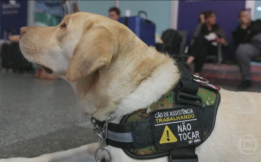 Cão de serviço Yoda alerta tutor autista John Polanski durante formatura de direito
