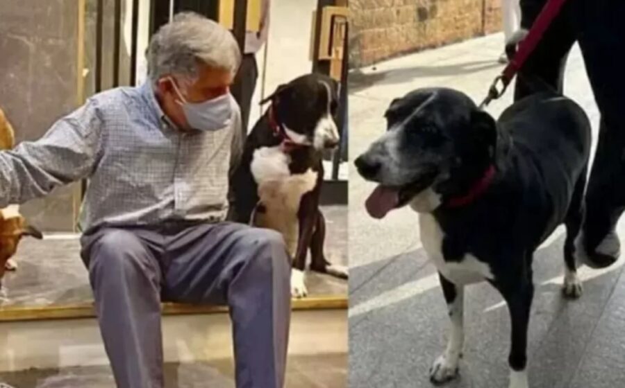 Tela do aplicativo SeePets no celular exibindo mapa interativo com alertas de cães perdidos e encontrados no Piauí