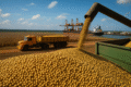 Grãos de soja em silo no Brasil com destaque para exportação recorde de US$ 69 bi em 2027