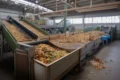Fábrica australiana processa frutas imperfeitas e cascas em snacks crocantes zero desperdício