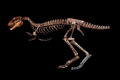 Esqueleto fossilizado de Nanotyrannus "Jodi" leiloado por US$ 47,3 milhões na Sotheby's