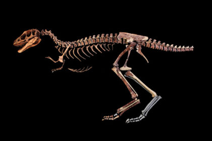 Esqueleto fossilizado de Nanotyrannus "Jodi" leiloado por US$ 47,3 milhões na Sotheby's