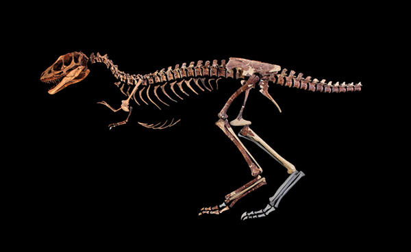 Esqueleto fossilizado de Nanotyrannus "Jodi" leiloado por US$ 47,3 milhões na Sotheby's