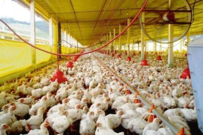 Frango congelado em supermercado com etiqueta de preço baixo, representando queda no atacado por embargo exportação Santa Catarina