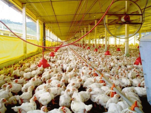 Frango congelado em supermercado com etiqueta de preço baixo, representando queda no atacado por embargo exportação Santa Catarina