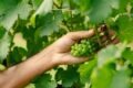 Vinhedos da Cooperativa Garibaldi com uvas europeias exóticas para espumantes sem álcool