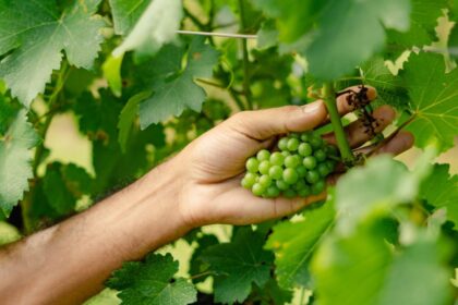 Vinhedos da Cooperativa Garibaldi com uvas europeias exóticas para espumantes sem álcool