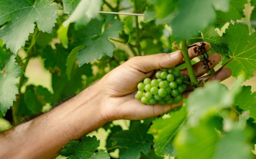 Vinhedos da Cooperativa Garibaldi com uvas europeias exóticas para espumantes sem álcool