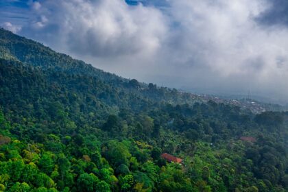 Floresta tropical amazônica vista aérea com sobreposição de gráficos financeiros e bandeiras do Brasil e Holanda