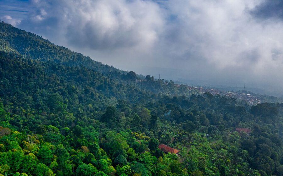 Floresta tropical amazônica vista aérea com sobreposição de gráficos financeiros e bandeiras do Brasil e Holanda