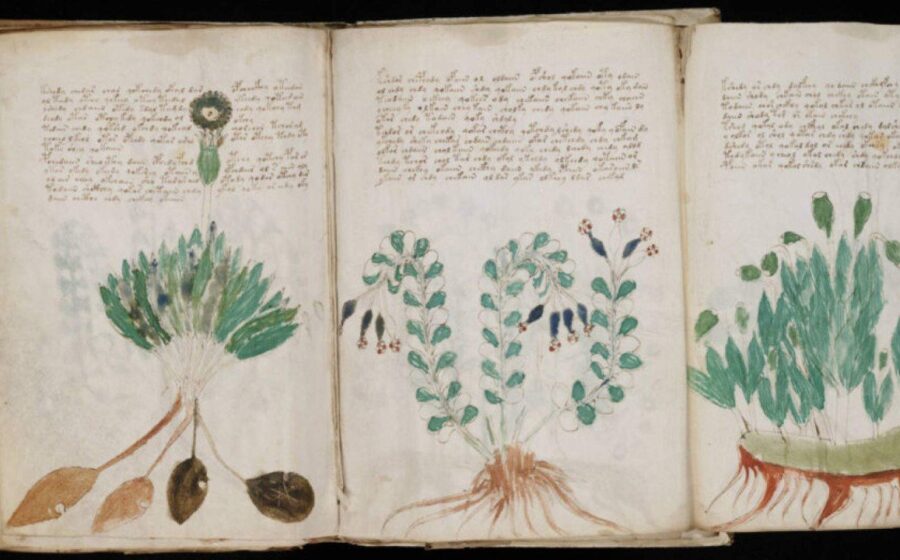Página aberta do Manuscrito Voynich com texto indecifrável e ilustrações botânicas do século 15