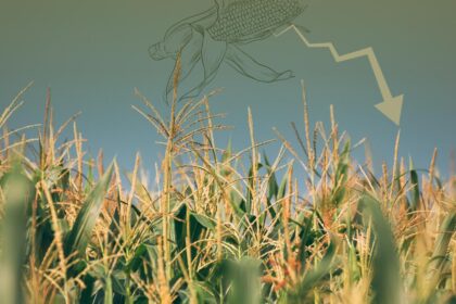 Grãos de milho com gráfico de queda de preços beneficiando suinocultura e avicultura