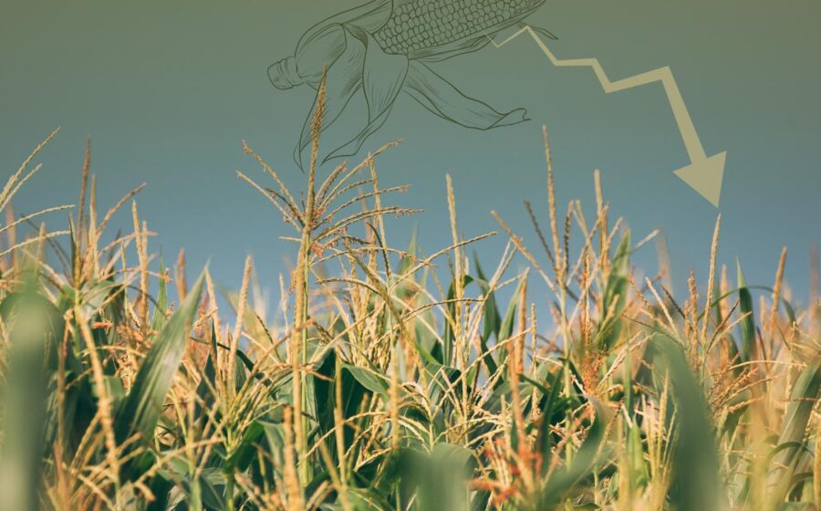 Grãos de milho com gráfico de queda de preços beneficiando suinocultura e avicultura