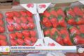 Morango cravejado viral a R$ 40 sobre mesa, refletindo alta demanda e safra perdida por chuvas excessivas