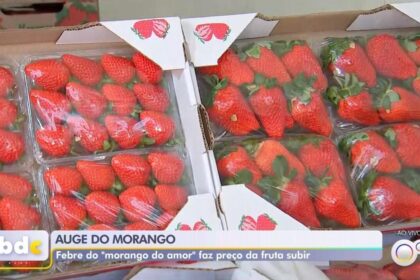 Morango cravejado viral a R$ 40 sobre mesa, refletindo alta demanda e safra perdida por chuvas excessivas