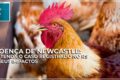 Granja de perus em Nova Itaberaba SC com equipe de vigilância sanitária