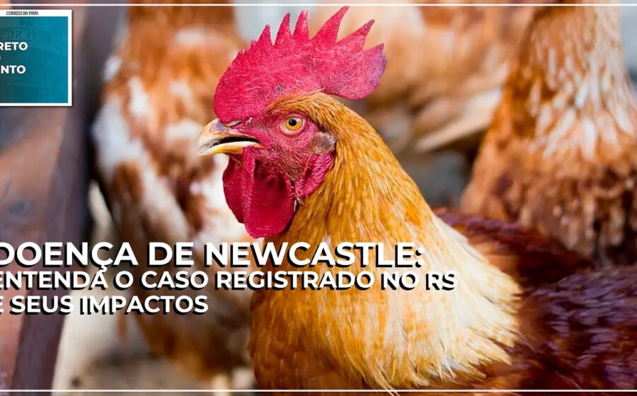 Granja de perus em Nova Itaberaba SC com equipe de vigilância sanitária