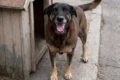 Cachorro vira-lata caramelo resgatado vivo após 5 dias soterrado em escombros de prédio em Niterói