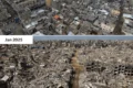 Oliveiras destruídas em Gaza: queda de 86% na produção de azeite, restam 150 mil de 2 milhões de árvores