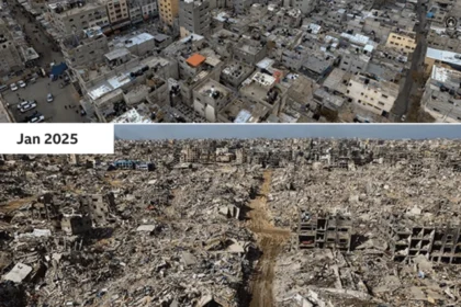Oliveiras destruídas em Gaza: queda de 86% na produção de azeite, restam 150 mil de 2 milhões de árvores
