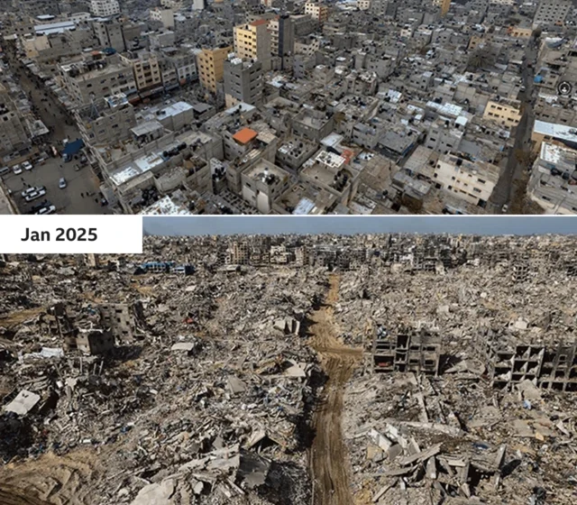 Oliveiras destruídas em Gaza: queda de 86% na produção de azeite, restam 150 mil de 2 milhões de árvores