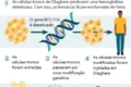 Ilustração científica da proteína BACH2 regulando produção de hemoglobina fetal no DNA