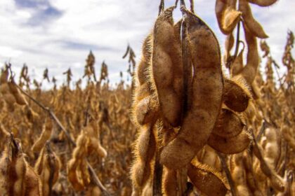 Pés de urucum com frutos vermelhos maduros em plantação no Mato Grosso do Sul