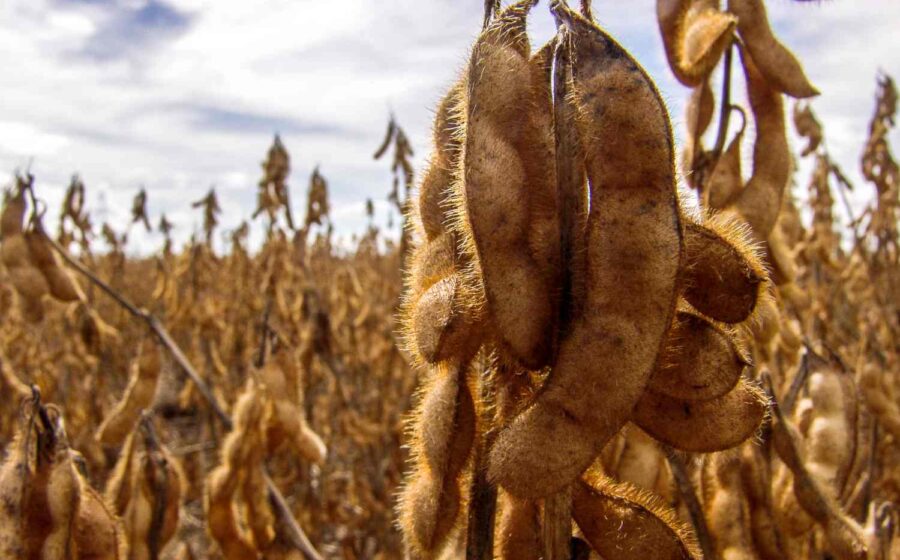 Pés de urucum com frutos vermelhos maduros em plantação no Mato Grosso do Sul