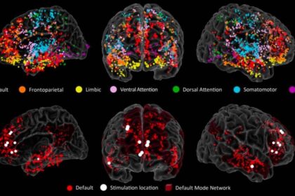 Ilustração científica do cérebro humano destacando córtex pré-frontal com células da glia inflamadas após os 60 anos